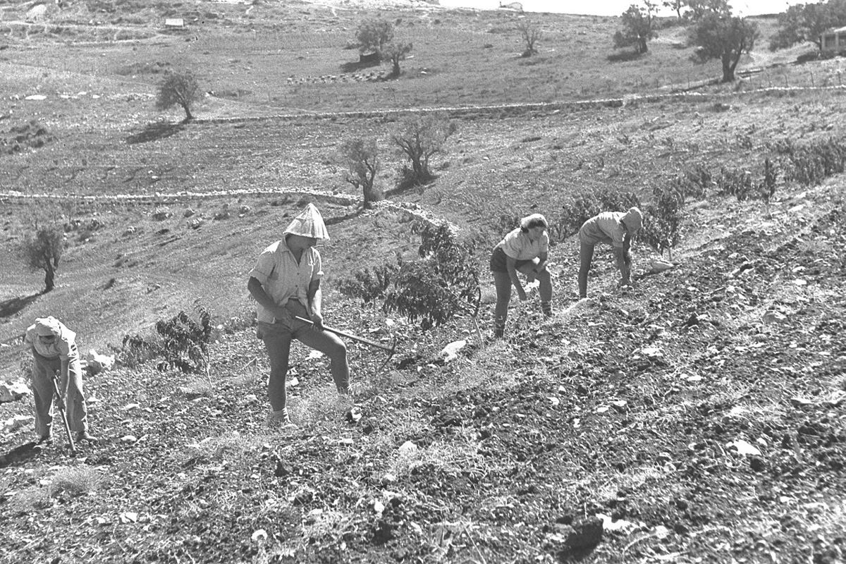 Membres du kibboutz Manara plantant des arbres fruitiers sur une pente de Galilée, 1946 : photo de l'événement auquel certains lecteurs rattachent ce texte.